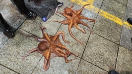 포항죽도시장 자연산 대왕문어 자숙 피문어 참문어 선물 재수 돌문어 1.5~5kg : 포항대운수산