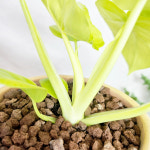 와이키키농장 식물만 필로덴드론 골드셀렘 책상 공기정화 키우기쉬운 감성 반려 식물 인테리어 : 와이키키 농장