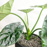 와이키키농장 알로카시아 시누아타 책상 공기정화 키우기쉬운 감성 반려 식물 인테리어 소품 : 와이키키 농장