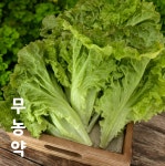 당일수확 상추 무농약상추 꽃상추 포기상추 샐러드 야채 수경재배 팜제이제이 스마트팜 [수신제팜] : 수신제팜