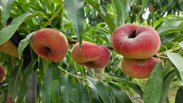 납작복숭아 프리미엄 고당도 최고의 제철과일 : 과일팜톡톡