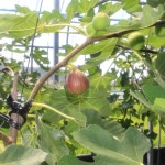 당일수확 제철 청 홍 꿀무화과 생 햇 땅끝 무화과 : 여미뜰농장