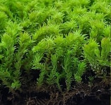 서리이끼 관찰학습 비라리움 비바리움 DIY 식물키우기 이끼키우기 반려식물 생이끼세트 : 식물미학