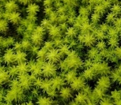 서리이끼 관찰학습 비라리움 비바리움 DIY 식물키우기 이끼키우기 반려식물 생이끼세트 : 식물미학