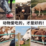 소금 미네랄블럭 동물 블록 소금벽돌 벽돌 축사 큐브 젖소 벽돌소금 : 대픽1