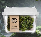 서리이끼 관찰학습 비라리움 비바리움 DIY 식물키우기 이끼키우기 반려식물 생이끼세트 : 식물미학