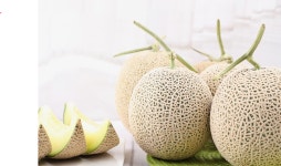 고당도 비팡괴선별 프리미엄 메론 : 그날 과일은