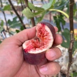 무화과 청 홍무화과 꿀 영암 : 홍씨네 농원