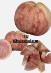 [백도] 대월 복숭아3kg : 호정농장