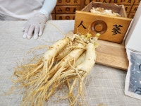 인삼 수삼 다당체 건삼 홍삼 진액 즙 엑기스 진하게 내려 100ml 10봉 : 영화식품