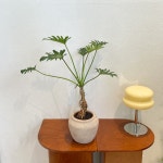 셀렘 제나두셀렘 홈인테리어  : 식물가게 릴트