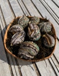 완도전복 1kg 13미,14미,15미,16미 (구이,장아찌용) [바다참전복수산영어조합법인] : 세계전복 바다참전복수산