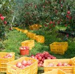 25년 햇 부사 감홍사과 청송사과 시나노골드 아오리 홍로 홍옥 피치애플 루비에스 청과부사 : 오늘곳간