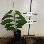 포포나무 묘목 접목묘 대과종 썬플라워 : 에버그린농원