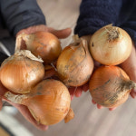 신왕농장 만생종 양파 5kg(특상중혼합) : 익산시 마을전자상거래지원단