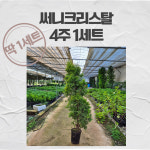 써니크리스탈 농장정리상품 : 삼룡이농원