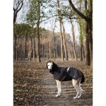 있는 Centaur 컨투어 쿨러 말이 넥 센타우 블랙 드라이 : 루비사일로017