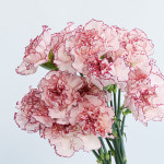 마리포사 카네이션 생화 한단 반단 생화택배 셀프부케 꽃꽂이 : 플로라운지 꽃집