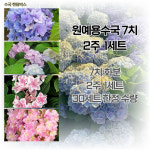 원예용수국 7치 농장정리상품 품종랜덤 : 삼룡이농원