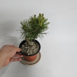 [무배] 분재 소나무 해송(S2) 2025 새상품/명품분재 : 리본플라워