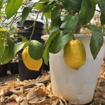 바울농장/레몬 나무 젤라몬 (6-7년생) : 대한농축수산