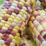 오색 옥수수 찰 알록이 햇 냉동 국산 진공포장 얼룩 : 셋째딸농부