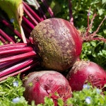 국산 100% 해남의 햇살을 담은 유기농 레드비트 : 남도웰빙