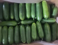 국내산 미니 오이 스낵오이 1kg 2kg 오이지 피클 미니스탑 산지직송 : 또드림마켓