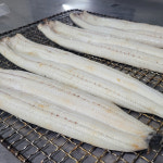 고창 무태장어 생물 초벌 민물장어 뱀장어 1kg : 싱싱햇