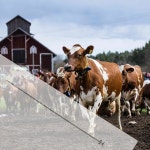 총기용 소 수정 도구 0.5ml 0.25ml 농장 외팔 가축 용품 주사기 인공 키트 : 모드이프