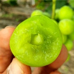 희정이네농장 샤인머스켓 : 희정이네농장