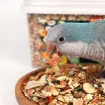 세척+ 생식 비타폴 자연주의 비타라인 컴플리트 앵무새 먹이 코뉴어퀘이커 2.2 kg : 하품애니멀