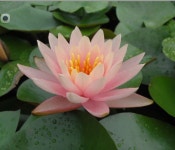 2.온대수련(콜로라도 ,맥시카나,베이비레드,알비타,헬보라) : 에버그린농업법인