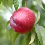 천도복숭아 대극천 신비 천반도납작 딱딱이 화순 거창도원 차돌 대월 마도카 복숭아 : 여미뜰농장