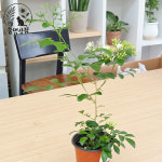 [풀멍상점] 오렌지 자스민  (9cm 포트)/ 운향과. 치자나무 자스민. 관상용. 향기/ 선별발송 분채배송/ 방수라벨 이름표포함-농장직배 : 풀멍상점