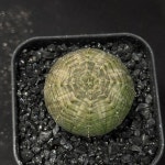 [동일품] 아프리카식물/오베사 euphorbia obesa -5755 아프리카농장 : 아프리카 농장