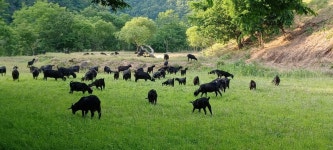 자연방목 국내산 염소고기 흑염소고기 한마리통 15kg~50kg 흑염소정육 납품 : 청하웰빙식품