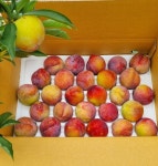 으뜸농장 새콤달콤 도담자두 3KG : 으뜸농장 no.1