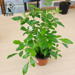 [풀멍상점] 오렌지 자스민  (9cm 포트)/ 운향과. 치자나무 자스민. 관상용. 향기/ 선별발송 분채배송/ 방수라벨 이름표포함-농장직배 : 풀멍상점