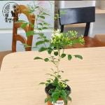 [풀멍상점] 오렌지 자스민  (9cm 포트)/ 운향과. 치자나무 자스민. 관상용. 향기/ 선별발송 분채배송/ 방수라벨 이름표포함-농장직배 : 풀멍상점