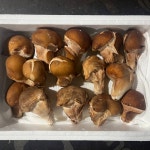 국내산 참송이 버섯 500g 1kg 무농약 등급별 가정용 선물용 농장직송 : 동글이가게