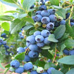 블루베리묘목 3년생 2개 블루베리나무 키우기 : 더푸른나무농원