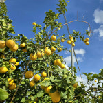 라라로코 프리미엄 팬시레몬 165과 1박스 17kg 대용량 까페업소용 : 라라로코