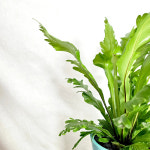 와이키키농장 캄피오 아비스 고사리 음지 식물 책상 반려 힙한 힐링 선물 인테리어 화분 소품 : 와이키키 농장