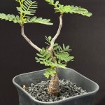 [동일품] 아프리카식물 세나 메리디오날리스 Senna meridionalis -5761 아프리카농장 : 아프리카 농장