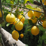 라라로코 프리미엄 팬시레몬 165과 1박스 17kg 대용량 까페업소용 : 라라로코