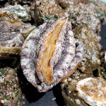 산더미전복 500g 19-25미 : 천사푸드