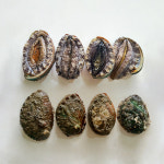 산더미전복 500g 19-25미 : 천사푸드