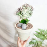 와이키키농장 유포르비아 춘봉 선인장 책상 반려 힙한 힐링 선물 인테리어 화분 오브제 소품 : 와이키키 농장