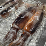 국내산 태안 신진항 통오징어 1kg 조업당일 급속냉동 : 일등푸드